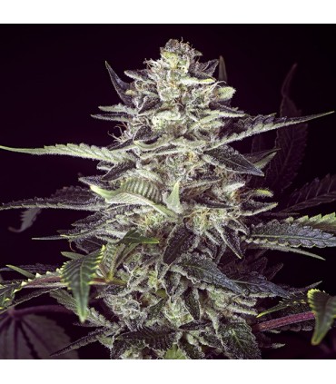 Auto Brain Stroke High Speed Buds 