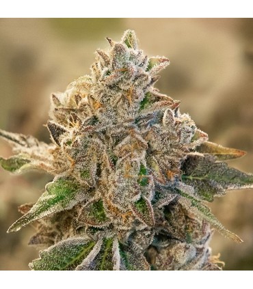 Auto Do Si Face High Speed Buds 