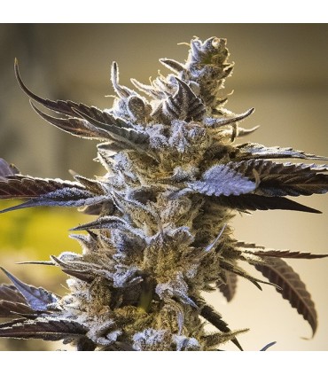 Auto Ghost Train Og High Speed Buds 