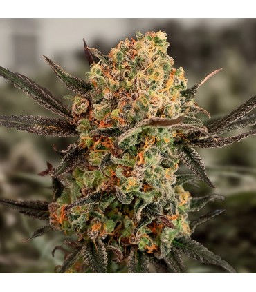 Auto Gorilla Cookies High Speed Buds 