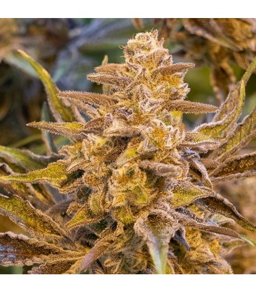 Auto High Voltage High Speed Buds 