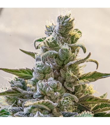 Auto Lemon Cake High Speed Buds 