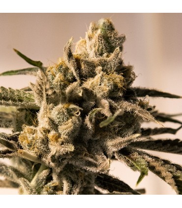 Cherry Pie Fast High Speed Buds 