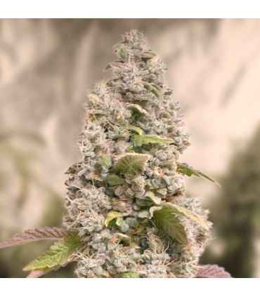 Gorilla Cookies Fast High Speed Buds 