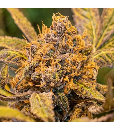 High Voltage Fast High Speed Buds 