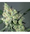 White Russian 6 u. fem. Serious Seeds