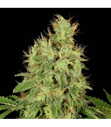 CBD Chronic 6 u. fem. Serious Seeds