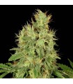 CBD Chronic 6 u. fem. Serious Seeds