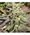 CBD Enriched Warlock 6 u. fem. Serious Seeds