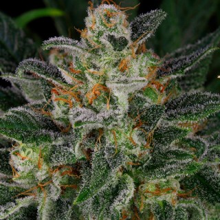Serious Kush 6 u. fem. Serious Seeds