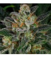 Serious Kush 6 u. fem. Serious Seeds