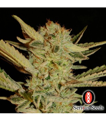 Bubble Gum 6 u. fem. Serious Seeds