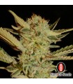 Bubble Gum 6 u. fem. Serious Seeds