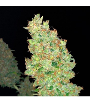 Strawberry AKeil 6 u. fem. Serious Seeds