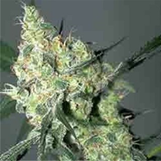 Auto White Russian 6 u. fem. Serious Seeds