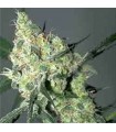 Auto White Russian 6 u. fem. Serious Seeds