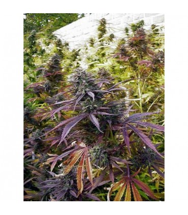 Biddy Early 6 u. fem. Serious Seeds