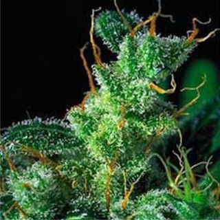 Kali Mist 6 u. fem. Serious Seeds