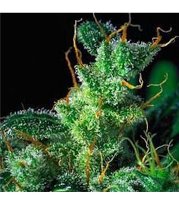 Kali Mist 6 u. fem. Serious Seeds