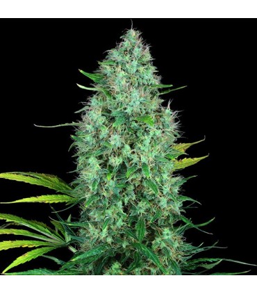 Serious 6 6 u. fem. Serious Seeds