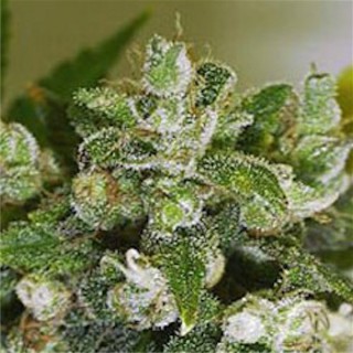Warlock 6 u. fem. Serious Seeds