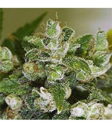 Warlock 6 u. fem. Serious Seeds