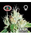 Black Cheese fem. Big Buddha Seeds