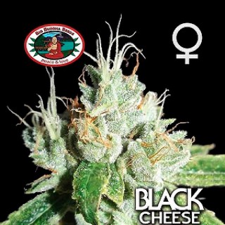 Black Cheese 10 u. fem. Big Buddha Seeds