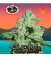 California Orange Cheese fem. Big Buddha Seeds