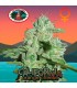 California Orange Cheese 10 u. fem. Big Buddha Seeds