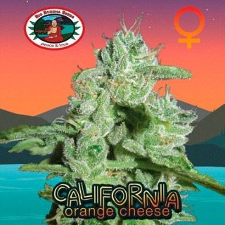 California Orange Cheese 10 u. fem. Big Buddha Seeds