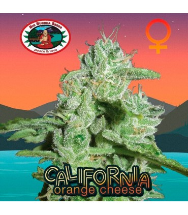 California Orange Cheese 10 u. fem. Big Buddha Seeds