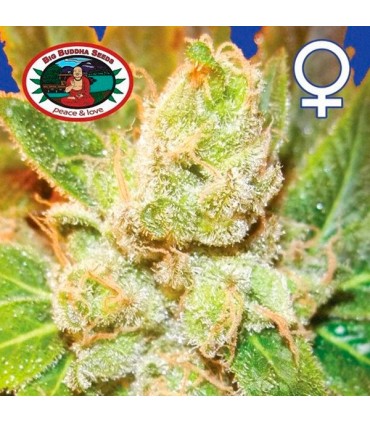 Cookies & Cream Cheese 10 u. fem. Big Buddha Seeds