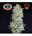 Hindu Cream fem. Big Buddha Seeds