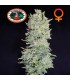 Hindu Cream 10 u. fem. Big Buddha Seeds