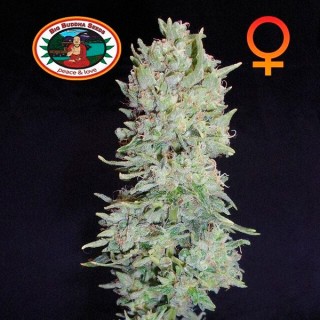 Hindu Cream 10 u. fem. Big Buddha Seeds