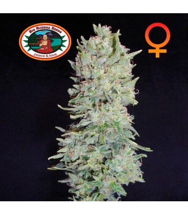 Hindu Cream 10 u. fem. Big Buddha Seeds