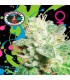 Head Cheese fem. Big Buddha Seeds
