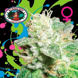 Head Cheese  10 u. fem. Big Buddha Seeds