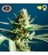 Lemon Cake 10 u. fem. Big Buddha Seeds