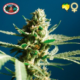 Lemon Cake 10 u. fem. Big Buddha Seeds