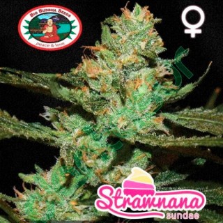 Strawbanana Sundae fem. Big Buddha Seeds