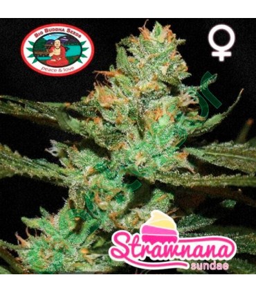 Strawbanana Sundae 10 u. fem. Big Buddha Seeds