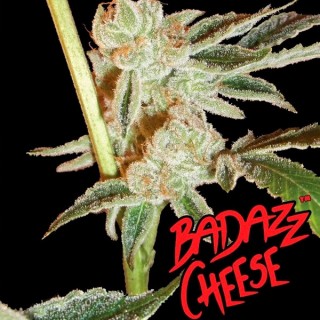 Badazz Cheese fem. Big Buddha Seeds