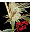 Badazz Cheese fem. Big Buddha Seeds