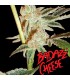 Badazz Cheese 10 u. fem. Big Buddha Seeds