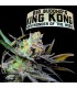 King Kong 10 u. fem. Big Buddha Seeds