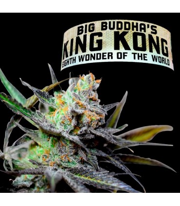 King Kong 10 u. fem. Big Buddha Seeds