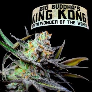 King Kong fem. Big Buddha Seeds