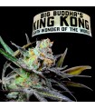 King Kong fem. Big Buddha Seeds